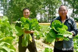 红皮萝卜种植方法(比粮食效益高，比中药材稳定，农民“三茬蔬菜”种植法，堪称典范)