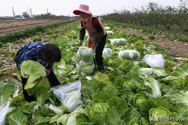 秋白菜什么时候移栽？如何移栽缓苗快？老农种植经验分享