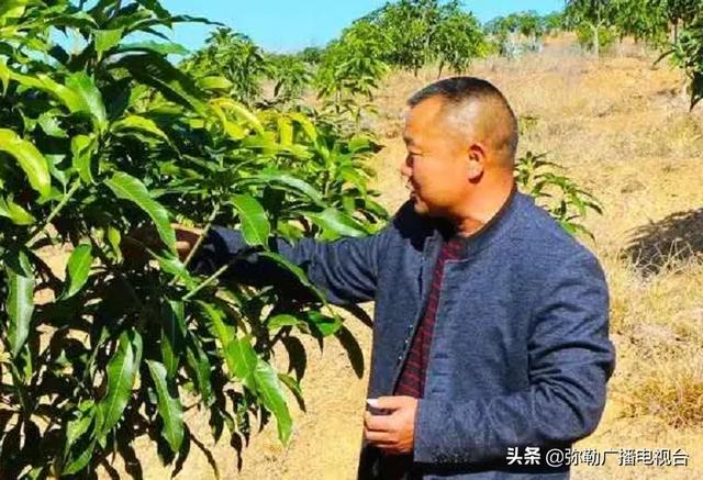 弥勒“芒果之乡”！要黄啦！远销北京等地！“荒山”变“金山”