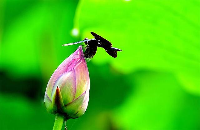 北京最美的季节里，北京号带您打卡秋日花海