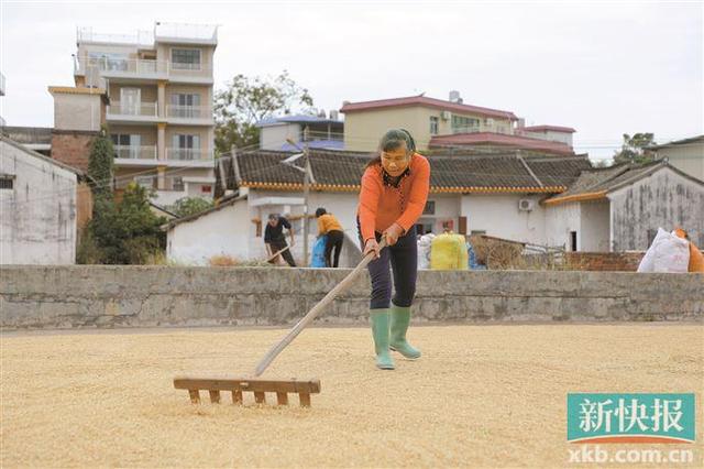 广州天河区驻梅州兴宁市坭陂镇工作队：引企留企振经济 养牛养鸽旺产业