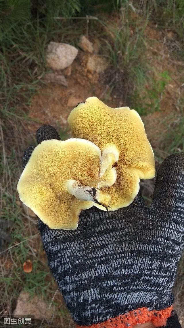 松口蘑和鸡枞菌种植技术，这样做比较好，你知道吗