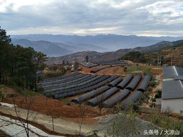 四川凉山宁南县大同镇人工种植“羊肚菌”喜获丰收  卖了270万