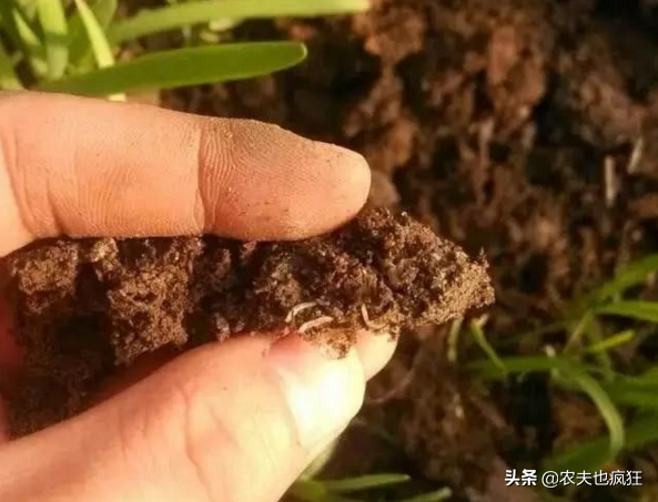 种植的韭菜生了地蛆怎么办？农村的土方法不用农药防治地蛆