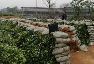 西瓜与花生的种植(“油茶树下种西瓜”——河池市安马乡创新模式推进产业发展促增收)