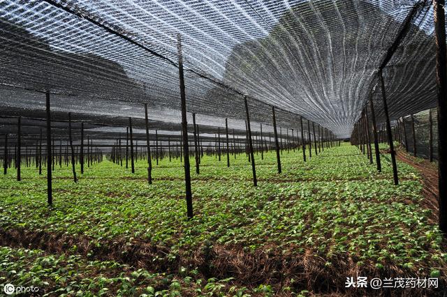 云南产地持续干旱少雨的天气，使得部分三七受到影响价格上涨