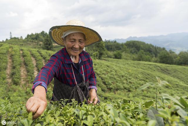 茶叶种植现状与栽培管理技术措施探讨