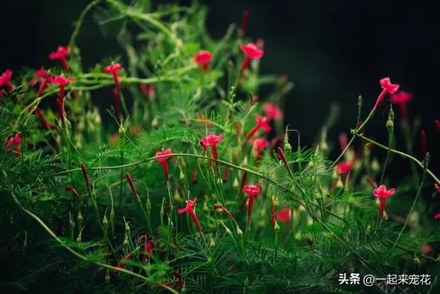 夏天照样花开满盆的6种花，号称“开花小能手”，新手也能养爆花