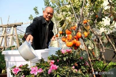 菊花种植的注意事项