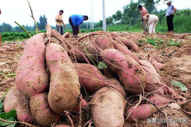 9月红薯膨大后期巧管理，每亩还能多收几百斤！具体怎么做？