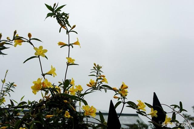 零下20度冻不死的茉莉，每年开2季，一次开3月，比香水还香！