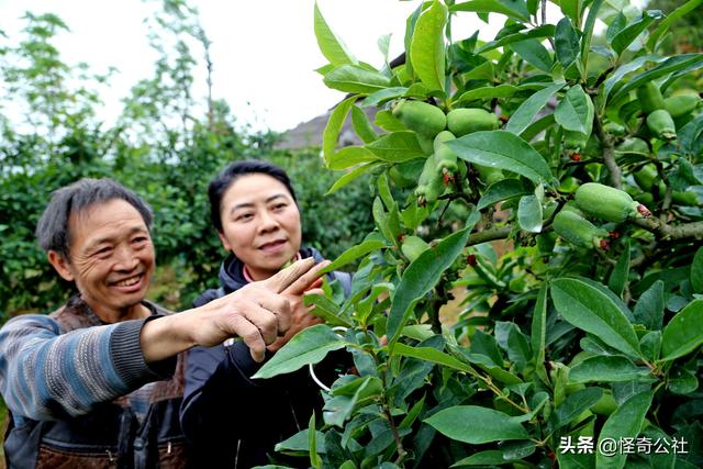 农民郭先华笑谈木瓜种植经验：记住2条，一是要傻，二是要蠢