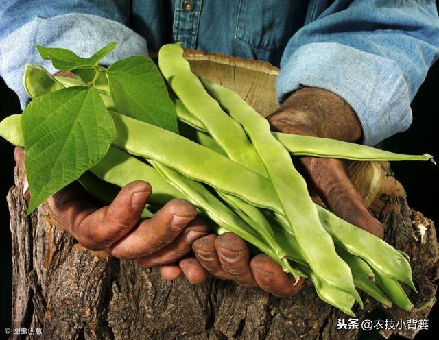 摸透芸豆生长规律，学会芸豆播种管理技巧，提高芸豆产量收益！