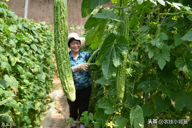 掌握好这些苦瓜栽种管理技巧，后期产量会增加、品质会提高！