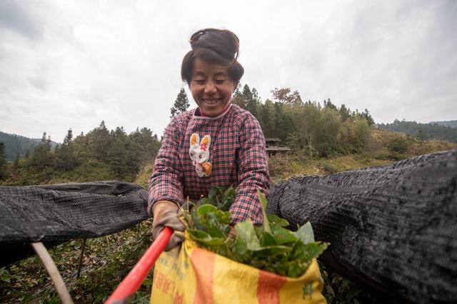 贵州从江：中药材种植助乡村振兴