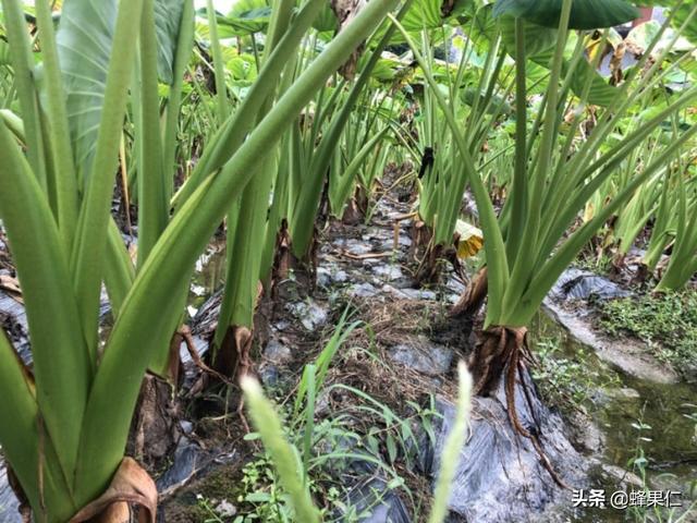 种植的芋头想要变得更大，少不了这些控旺管理方法