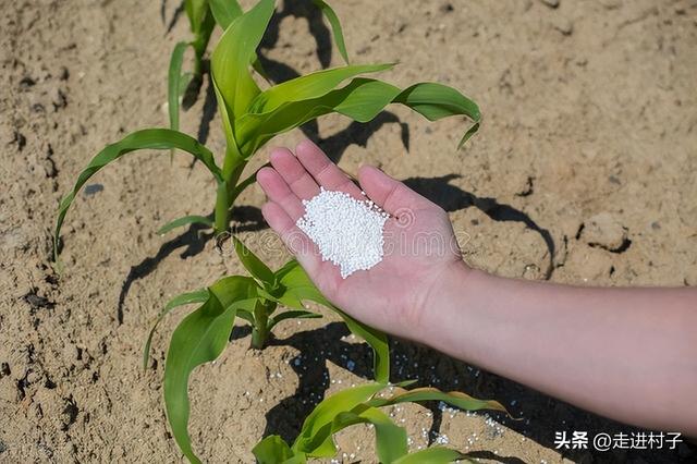 种植蔬菜施肥，很多人都使用错了，这个顺序才是正确的