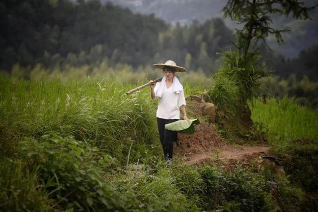 酿酒、摸鱼、烧饭样样精通！青田有个“李子柒”