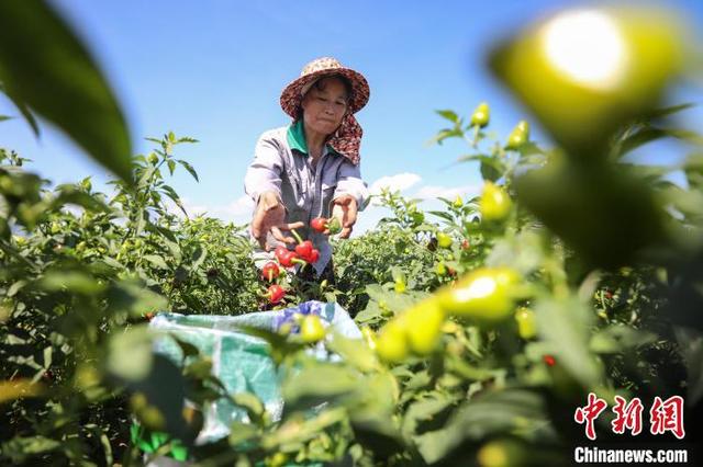 贵州：“小辣椒”成香辣天下“大产业”预期年产值超260亿元