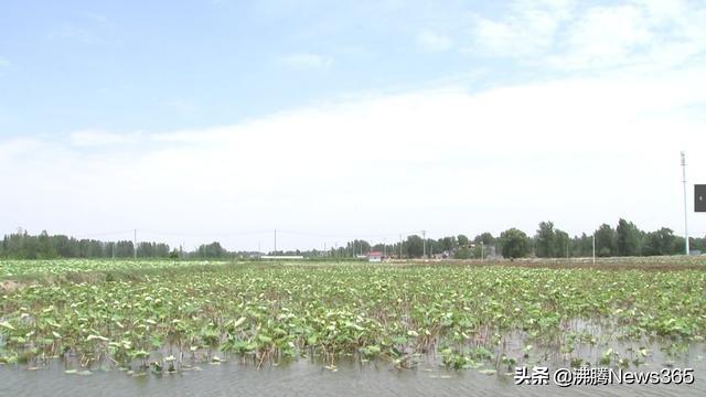 莲藕生态农业综合体助力安徽界首市砖集镇高项村发展