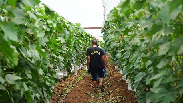 「今日宾川」标准化种植成效显 宾川葡萄效益好