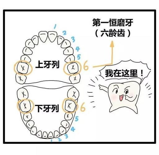 家长切记——“六龄齿”是恒牙，它很重要