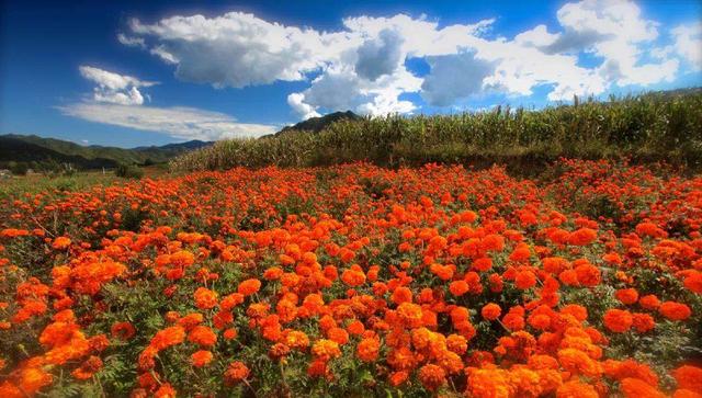 北京最美的季节里，北京号带您打卡秋日花海