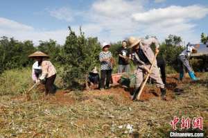 湖南中药材种植(湖南桂阳：黄精地里出“黄金” 中药材成致富“良方”)