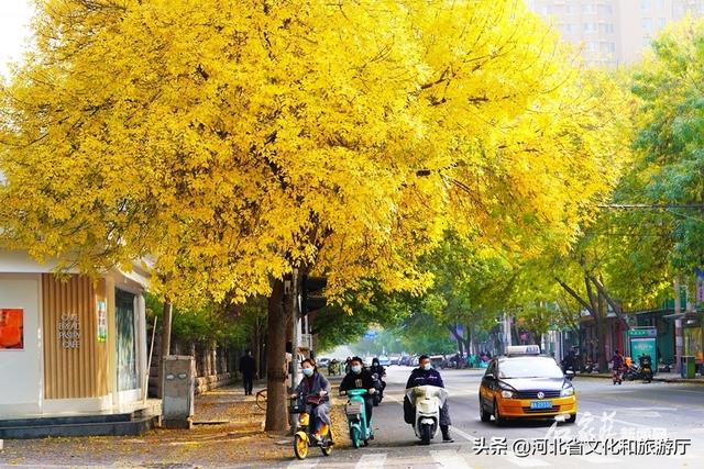 又是深秋，纷纷打卡网红白蜡树 ，石家庄这个景点又火啦？