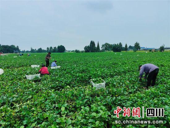 德阳旌阳：提产能增效益 蔬菜地种出“致富梦”