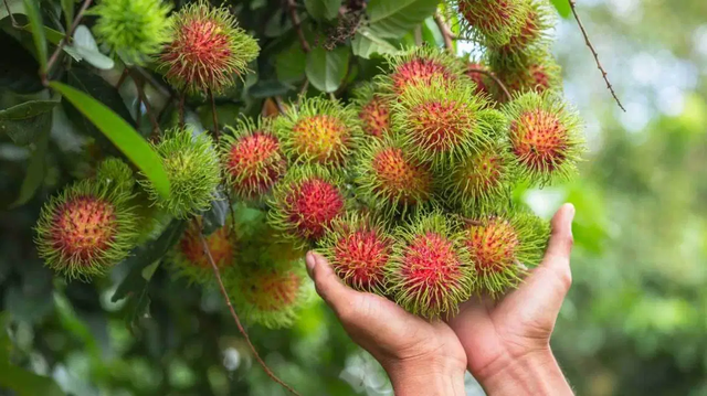 如何能种植出优质的红毛丹呢？又该怎样进行田间管理？