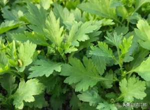 菊花脑种植技术(人们喜欢吃的顶流野菜“七头一脑”，到底是啥？妥妥的“刮油菜”)