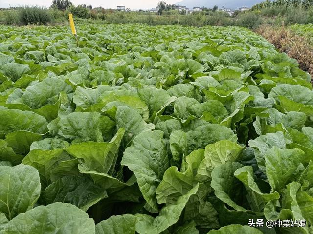 大白菜怎么浇水和施肥，掌握这些小窍门，种出又大又好的大白菜