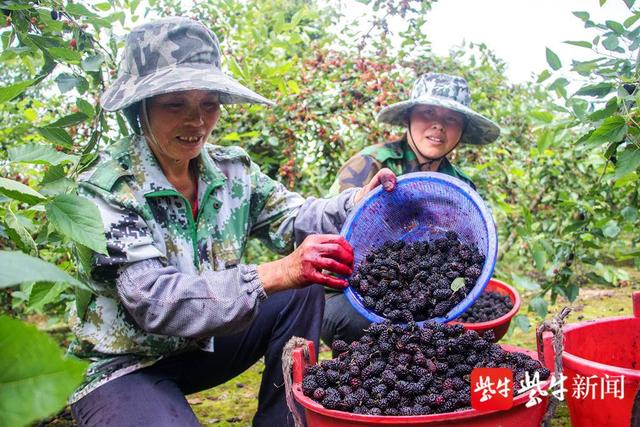 5000亩桑果熟了！小小桑果，成致富“金果”