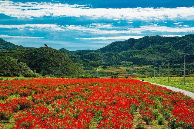 北京最美的季节里，北京号带您打卡秋日花海