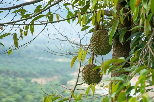 海南榴莲种植超过3万亩，赚钱机会、国产榴莲要来了？稳住别浪