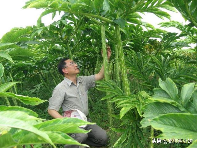 魔芋的种植要点 这一些要做好