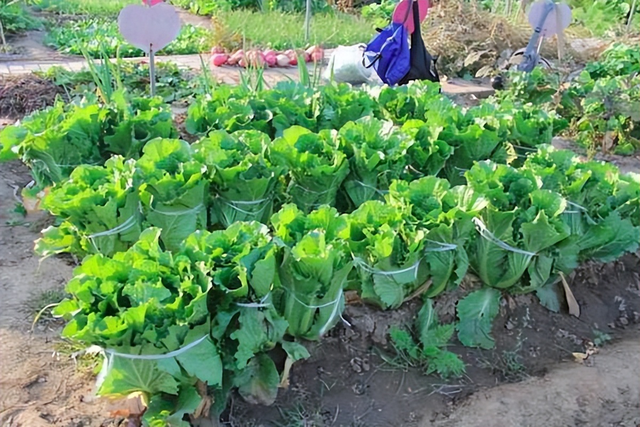 霜降已至，白菜进入“灌心”期，做好这5点，白菜包心紧实风味佳