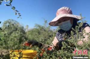 黑枸杞内地可以种植吗(青海枸杞病虫害科学防控工作取得阶段性进展)