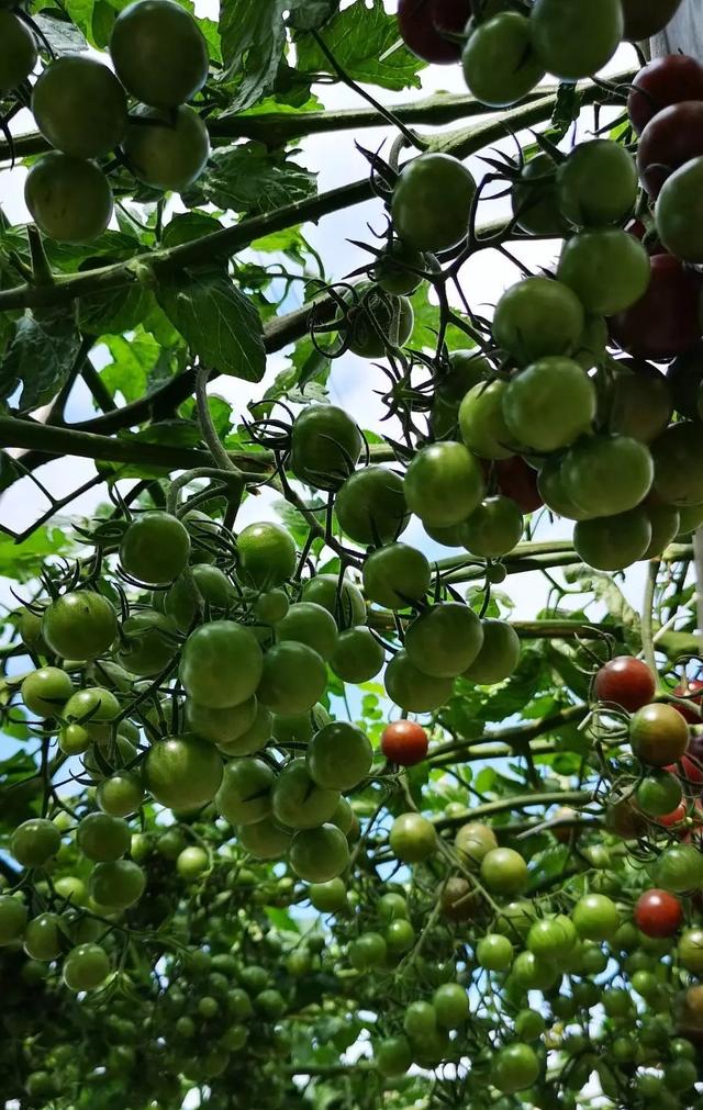 盆栽小番茄很好养，花盆大一些光照足一些，果子更多枝更壮