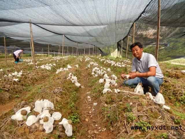 农业技术：竹荪栽培管理采收技术