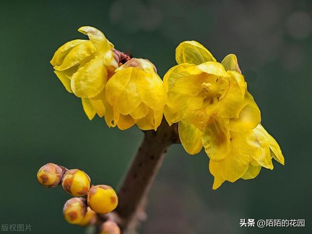 北方庭院每月都想赏花？就选这些花搭配种植