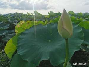 莲藕种植效益(田不肥，藕不靓，如何让藕田肥起来，种的莲藕高产品质好？)