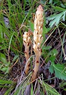 草苁蓉种植(极品中草药‘不老草’背后的故事：野生列当的传奇)