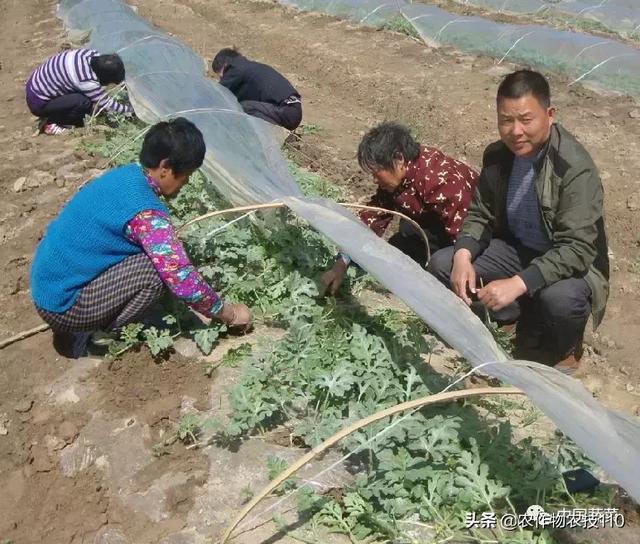 图文并茂详解西瓜栽培！这些都是核心技术！