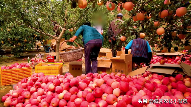 苹果园秋季底肥怎么施效果最好？注意这几点