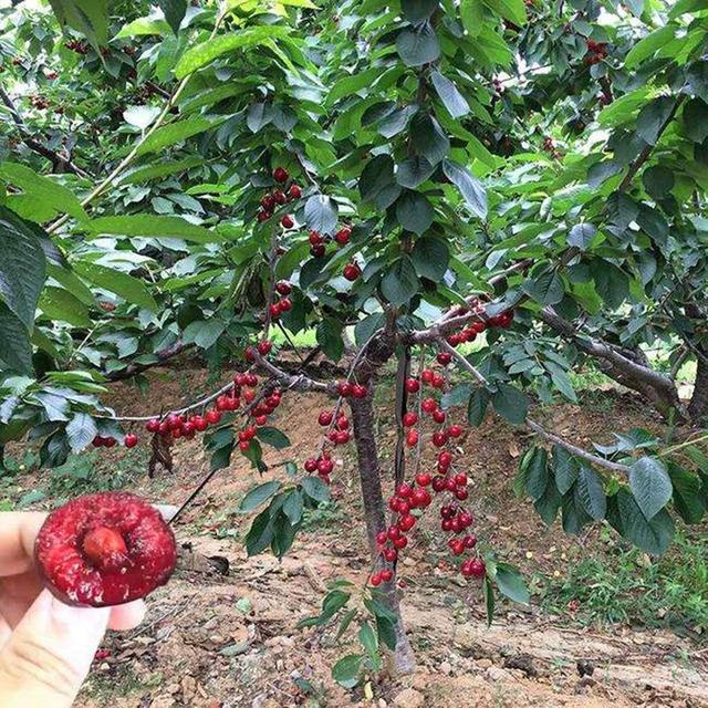 甜樱桃密植高效栽培关键技术