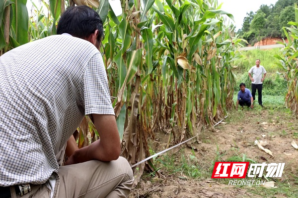 邵阳县大豆玉米带状复合种植测产 实现“一地双丰收”