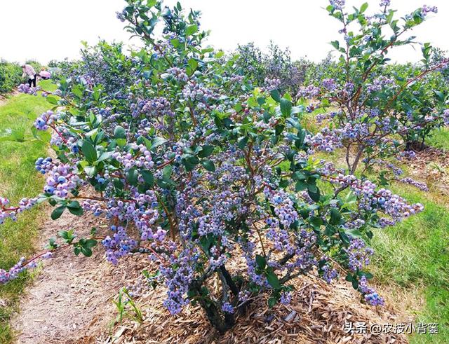 种植健壮高产蓝莓，怎样选苗、选地、改土、调酸？怎样科学定植？