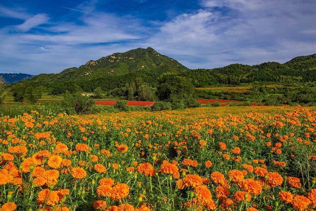 北京最美的季节里，北京号带您打卡秋日花海